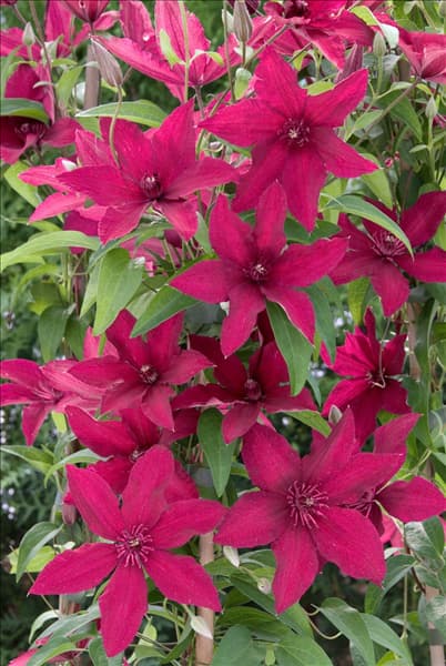 Clematis Rüütel