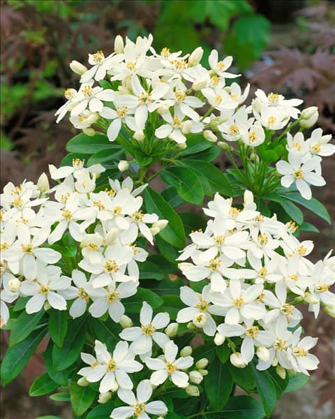 CHOISYA TERNATA
