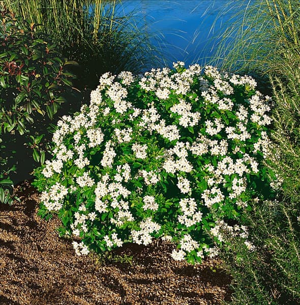 CHOISYA TERNATA