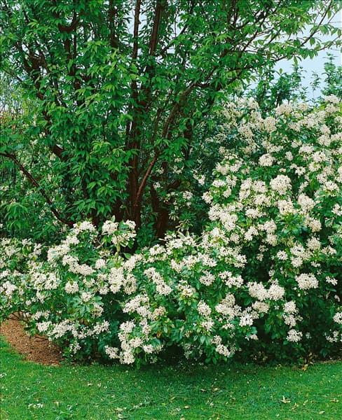 Choisya ternata