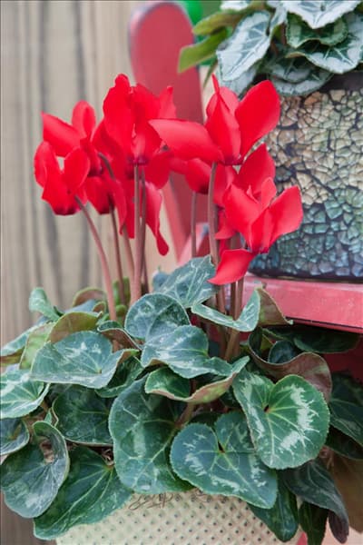 Cyclamen persicum rot im Topf