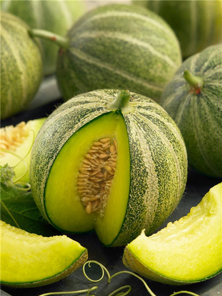 Cucumis melo Model
