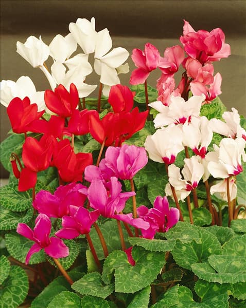 CYCLAMEN PERSICUM GIGANTEUM