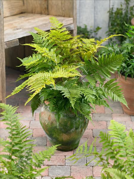 Dryopteris erythrosora