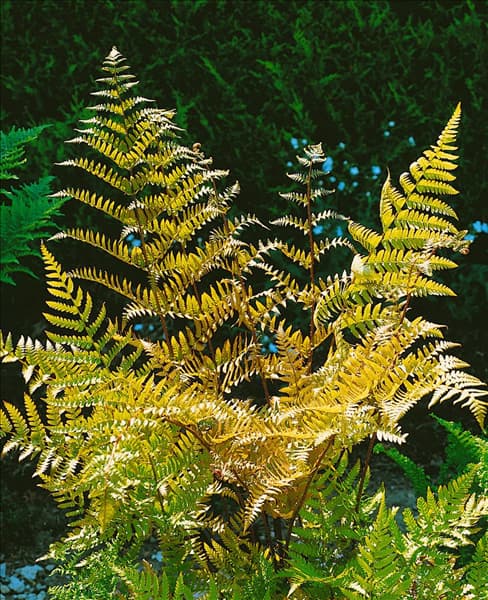 DRYOPTERIS ERYTHROSORA VAR. PROLIFICA