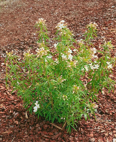 Choisya ternata Aztec Pearl