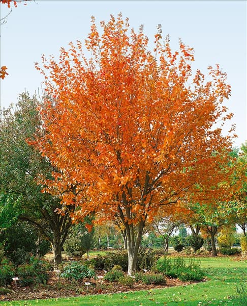 ACER rubrum Red Sunset