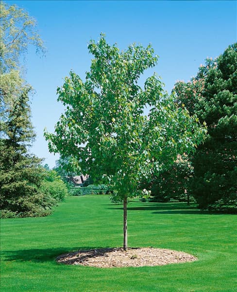 ACER rubrum Red Sunset