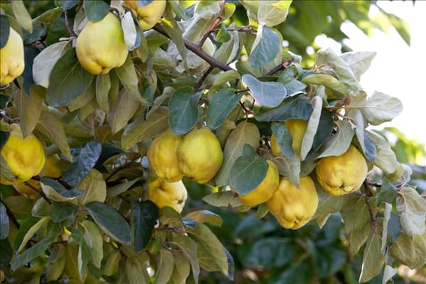 Cydonia oblonga var. oblonga