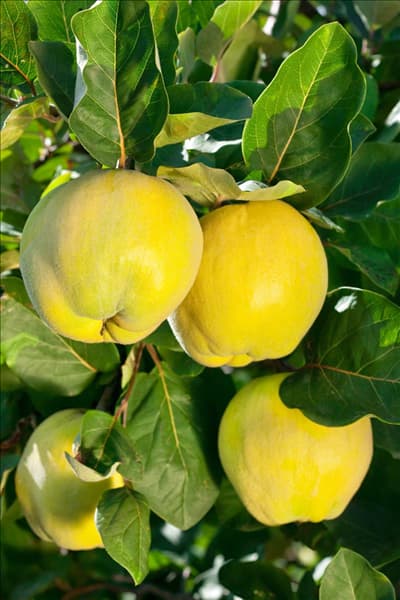 Cydonia oblonga var. maliformis Cydora Robusta (R)