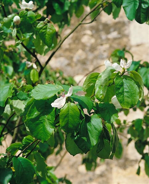 Cydonia oblonga