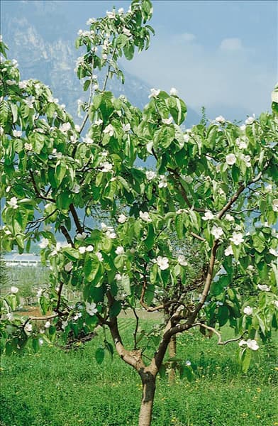 Cydonia oblonga var. oblonga