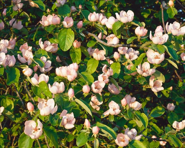 Cydonia oblonga