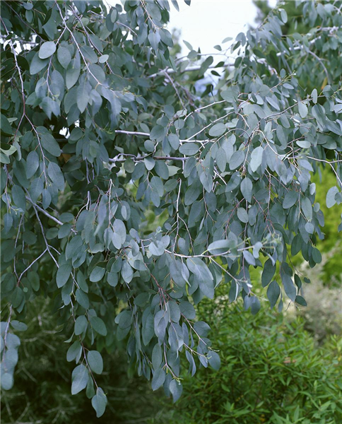 EUCALYPTUS GUNNII DETAIL