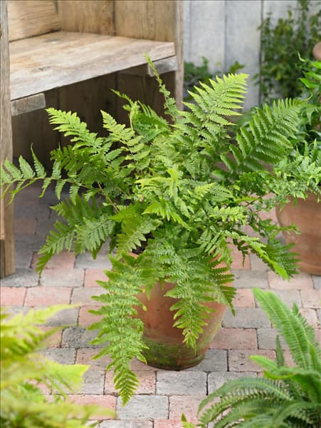Dryopteris filix-mas