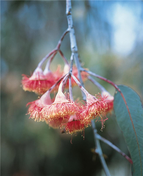 Eucalyptus Gunnii