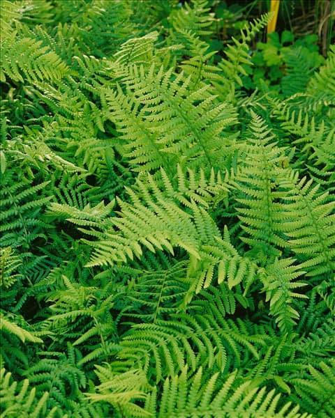 Dryopteris filix-mas Undulata Robusta