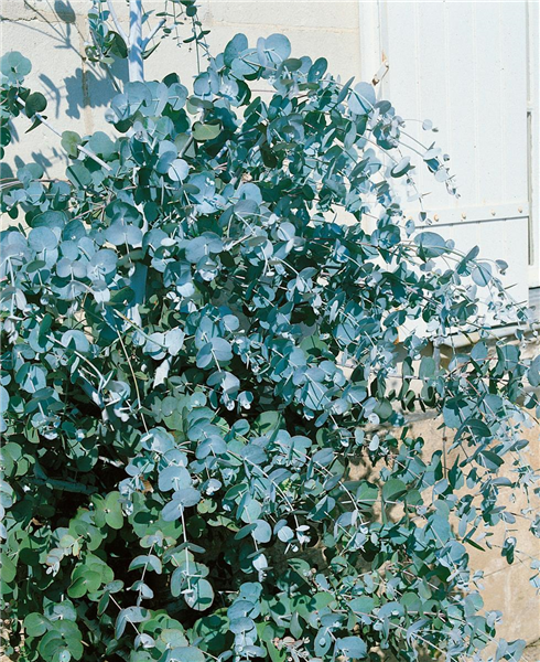 EUCALYPTUS GUNNII