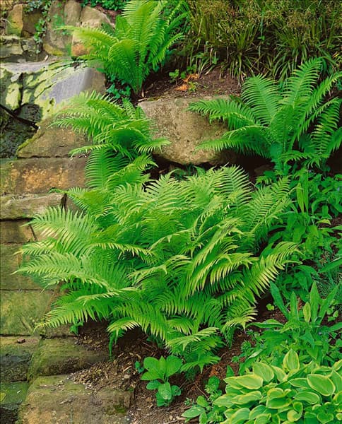 DRYOPTERIS FILIX MAS