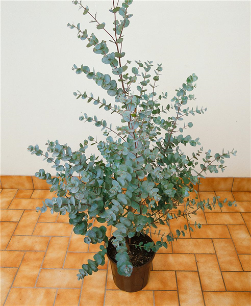 EUCALYPTUS GUNNII