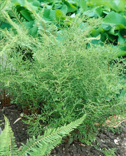 Dryopteris filix-mas