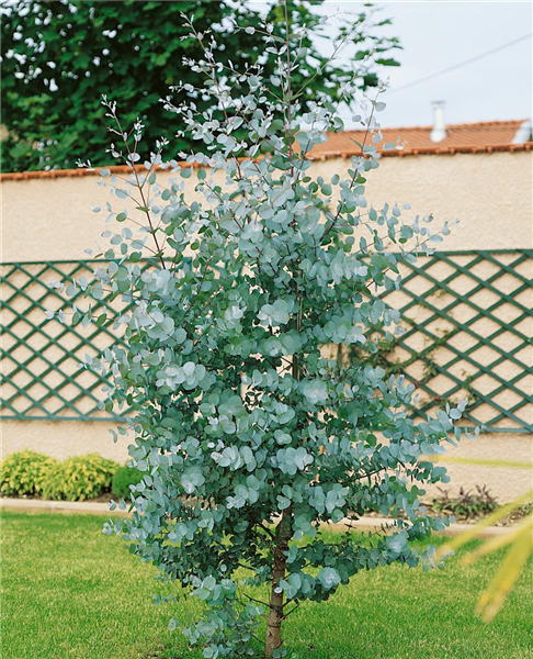 EUCALYPTUS GUNNII
