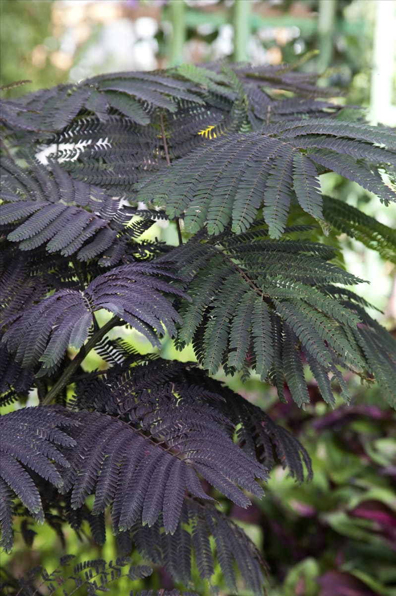 Albizia julibrissin Summer Chocolate
