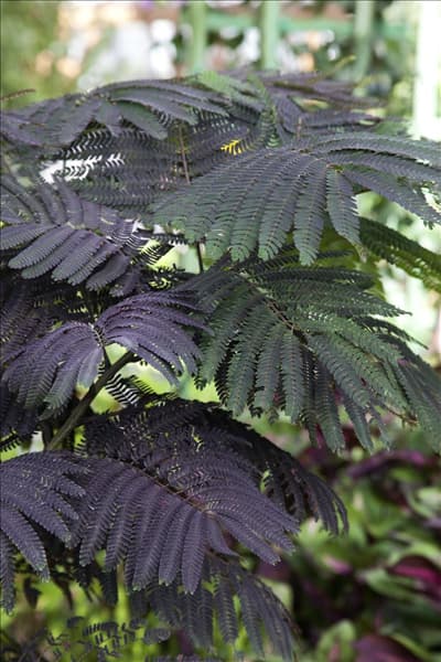 Albizia julibrissin 'Chocolate Fountain'