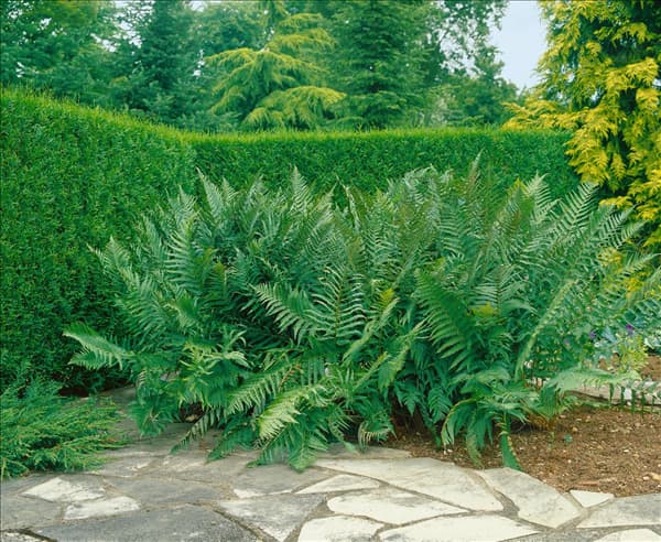 DRYOPTERIS FILIX MAS
