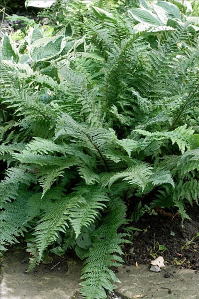 Dryopteris filix-mas Barnesii