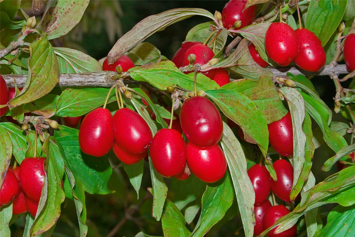 Cornus mas Jolico
