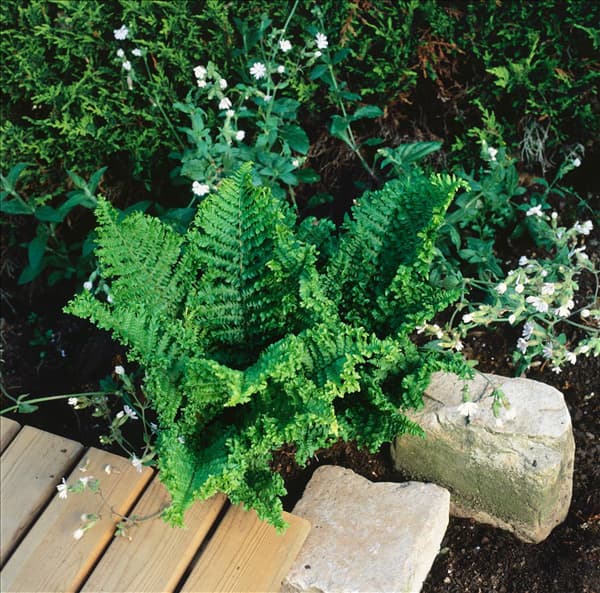 Dryopteris filix-mas Crispa Cristata