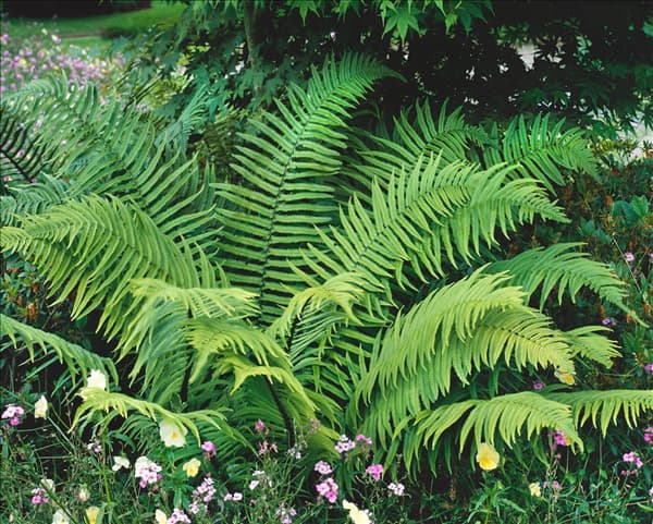 Dryopteris filix-mas Barnesii