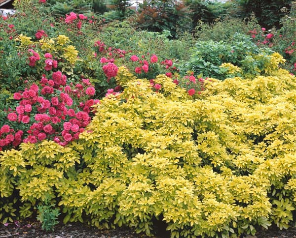 Choisya ternata 'Sundance'®