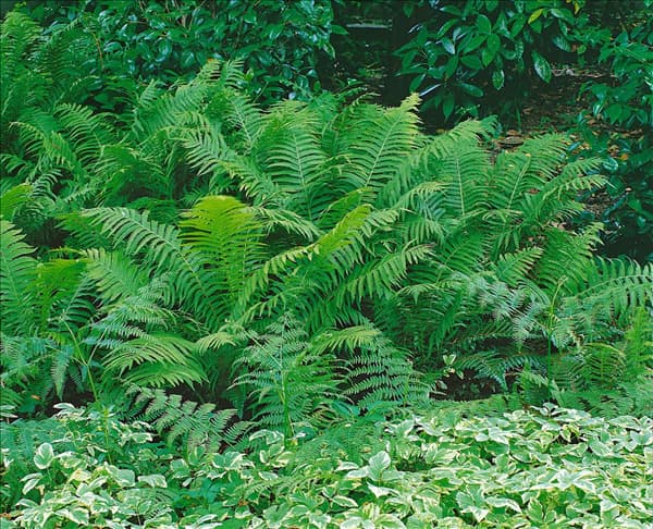 Dryopteris filix-mas