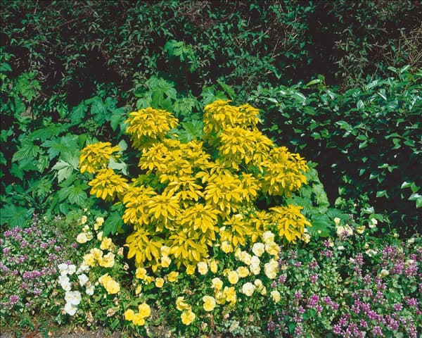 Choisya ternata Sundance