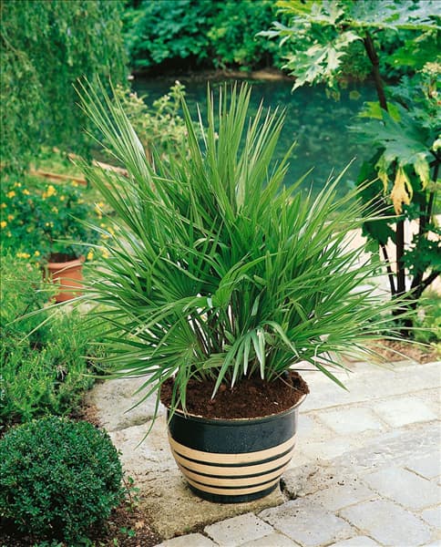 CHAMAEROPS HUMILIS
