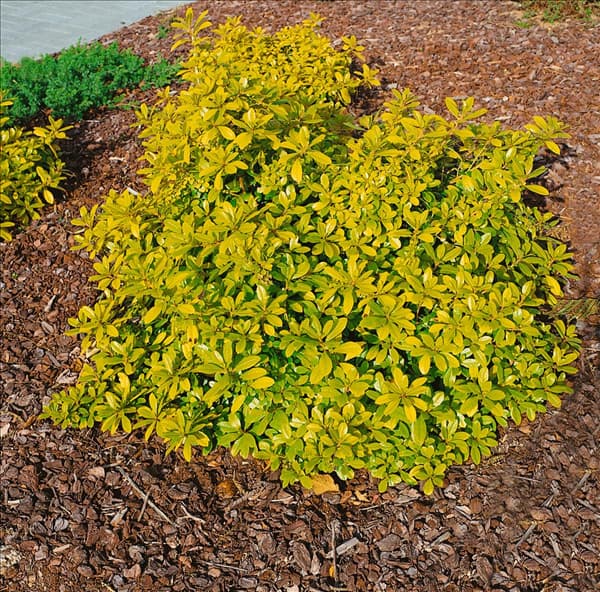 Choisya ternata Sundance (R)