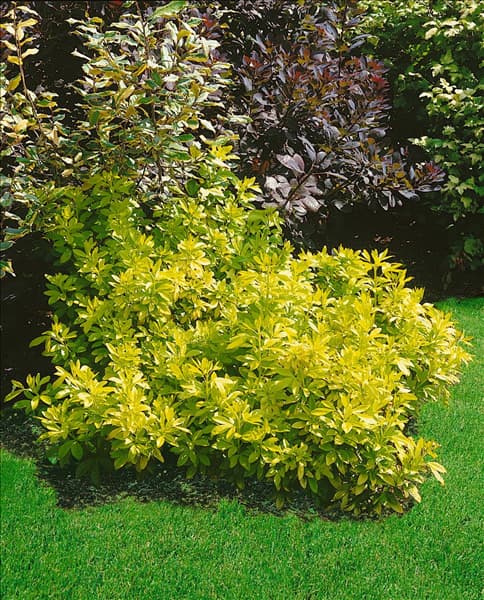 CHOISYA TERNATA SUNDANCE (R)