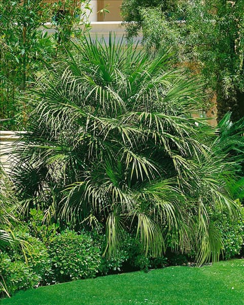 Chamaerops humilis