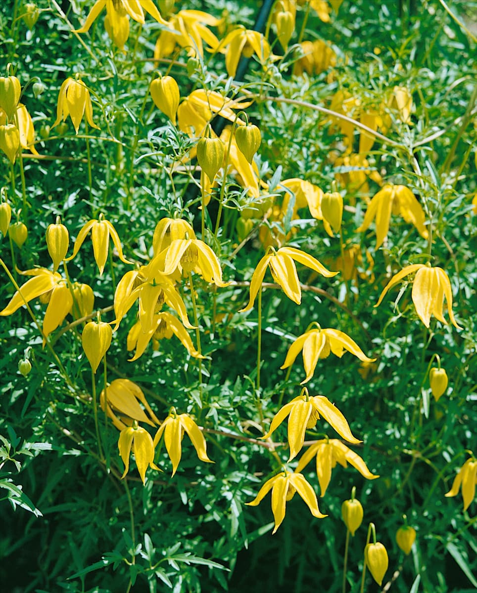 Clematis tangutica Sherriffii