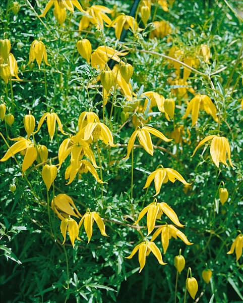 Clematis tangutica 'Bill McKenzie'