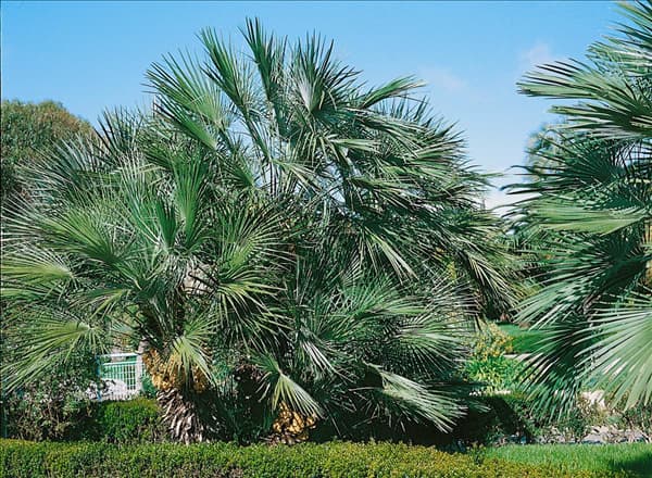 Chamaerops humilis