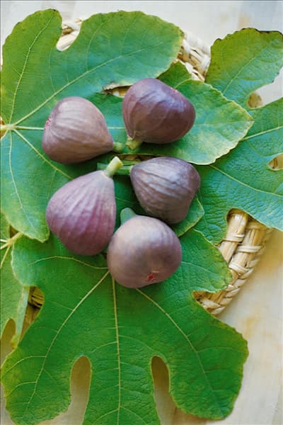 Ficus carica Robusta Georg
