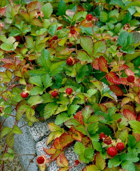DUCHESNEA INDICA