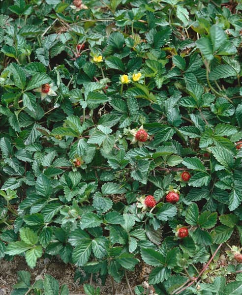 DUCHESNEA INDICA