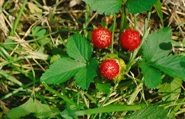 Duchesnea indica