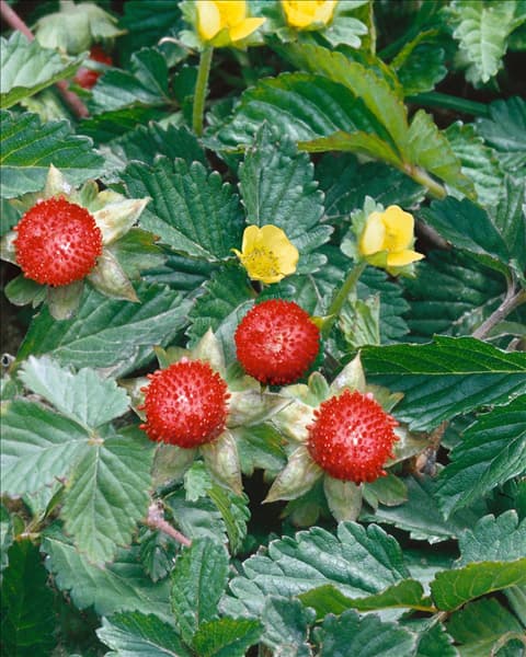 Duchesnea indica