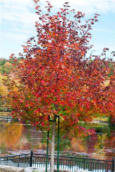 Acer rubrum Sun Valley