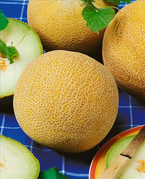 Melone / Cucumis melo Galia